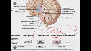 Neurophysiology 1 [upl. by Manno]