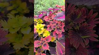 कॉलयश के इतने सुंदर कलरgarden nurserylive gardenplants sharmanursery gardenflowers gardentrees [upl. by Morette]