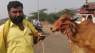 Gir cows seller Ramesh in Horti cattle fair [upl. by Tjon471]