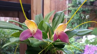 Masdevallia caudata quot dark quot цветение и немного об уходе [upl. by Ykcim]