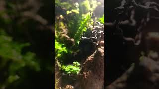 terarium paludarium terrarium isopod spiderman [upl. by Hildegarde23]