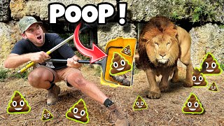 POOP SCOOPING THE LION DEN AT THE ZOO  LIONS TIGERS LIGERS [upl. by Nehttam]