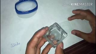 To perform pollen grain germination by hanging drop cultureTutorial [upl. by Eceinert]