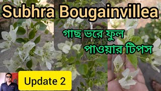 Subhra Bougainvillea plant care and update video 2 [upl. by Chap280]