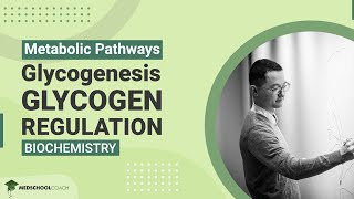 Glycogenesis and Glycogen Regulation [upl. by Attelrahc]