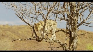 Pride of Namibia [upl. by Yeltsew390]