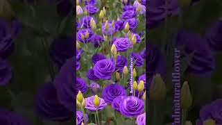 flowers roseflowergarden beautifulflowers nature naturaldecoration love beautiful natural [upl. by Giuliana]