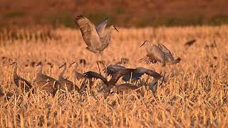 Sandhill Cranes dance in the evening birds wildbirds wildlife crane birdslover birdwatching [upl. by Eltsirc389]