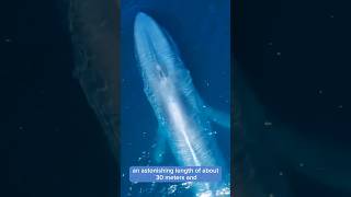 Giant Size Blue Whale quotDiscover Blue Whale Secretsshorts [upl. by Ragen]