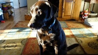 GORGEOUS CHOCOLATE LAB IN THE SUN [upl. by Assir]