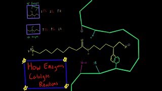 Chymotrypsin Enzyme Mechanism Serine Protease Covalent Catalysis Biochemistry Made Simple [upl. by Jezrdna684]