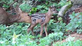 Srna a srnče Capreolus capreolus Roe Deer and Fawn [upl. by Thurlow]