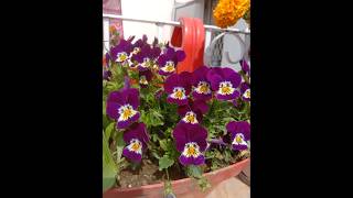 Pansy flower plant🌸🌱trending gardenflowers shortsviral shorts flowers viralshorts [upl. by Odlanir]