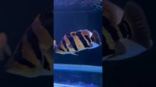 quotFinding Peace Through Watching an Aquariumquot  Datz Borneo Tiger Fish [upl. by Nestor]