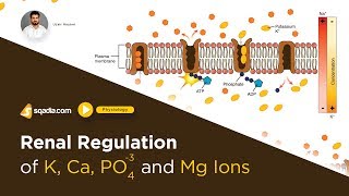 Renal Regulation of K Ca PO4 and Mg  Guyton Hall Textbook of Medical Physiology Lecture [upl. by Ecinrahs]