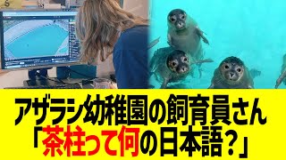 アザラシ幼稚園の飼育員さん「茶柱って何の日本語…？」 [upl. by Mallorie]