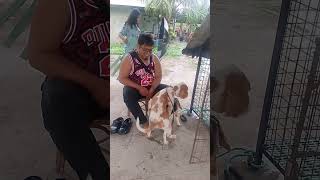 Beagle dog stud service at Manaoag Pangasinan [upl. by Aenad]