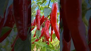 How to Grow Chili Pepper 🌶 at Home Using Simple Technique shorts plants farming [upl. by Inahs]