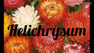 How to grow and care of Helichrysum flowers from seeds [upl. by Ellertal]