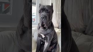 На троне повсякому удобно 🤣 canecorso puppy canecorsolove собака канекорсо cute [upl. by Bills]