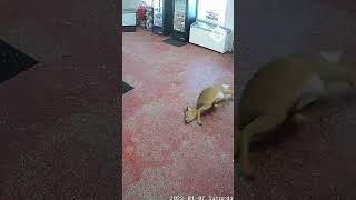 Young deer smashes through glass window of butchers shop [upl. by Benenson]