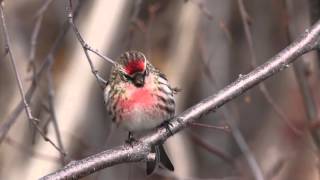 Minnstu fuglar Íslands  Icelands smallest birds [upl. by Caesaria795]