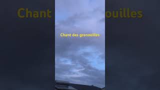 Chant des grenouilles 🐸the songs of frogs 🐸 Qīngwā zhī gē shortsviral [upl. by Morgenthaler222]