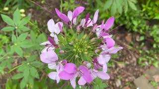 Spider Flowers Cleome hassleriana Plant Profile [upl. by Maegan422]