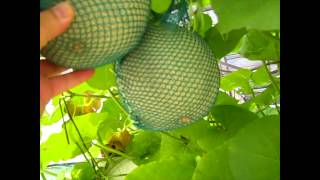 Green Evolutions Aquaponics Cantaloupe 15612 [upl. by Remle]