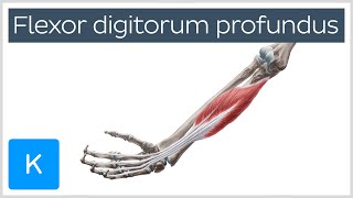 Flexor digitorum profundus muscle  Origin Insertion Innervation amp Function  Anatomy  Kenhub [upl. by Tessy743]