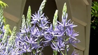 Camassia leichtlinii Blue Donau  FarmerGracycouk [upl. by Lorrimor963]