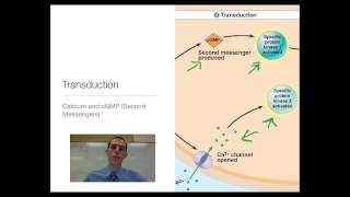 Signal Transduction in Plants [upl. by Amadas]