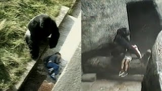 Kids Have Fallen Into Gorilla Enclosures In The Past But With Different Endings [upl. by Alfredo]