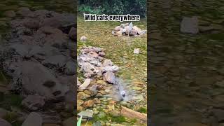 Wild cats everywhere wildcats catvideos beautifulcats cats viral [upl. by Freddy]