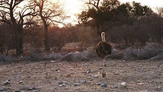 South African Ostrich Struthio camelus australis striding towards the sunset Botswana [upl. by Mossman]