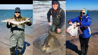 Tope stingray undulate Thornback and painted ray fishing in Tralee bay part 1 [upl. by Ahsinan832]