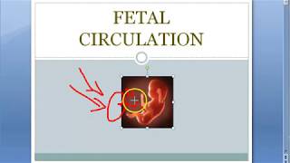 Anatomy Fetal Circulation shunt placenta ductus venosus arteriosis foramen ovale placenta obstetrics [upl. by Assil]