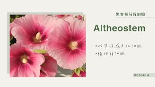 衰老細胞的黑客 ——『Altheostem』讓肌膚揮別歲月的痕跡👋🏻 [upl. by Eillek]