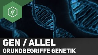 Gen  Allel  Unterschied  Grundbegriffe Genetik 2 [upl. by Telfore]