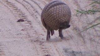 Armadillo rolls up into a ball [upl. by Argela]