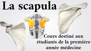 La scapula  1ère année médecine [upl. by Dotson390]