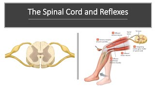 Spinal Cord and Reflexes [upl. by Towroy]