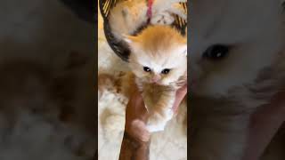 kitten foryou fyp viral cat [upl. by Kiona]