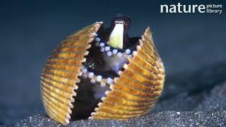 Coconut octopus hiding inside clam shell Pacific Ocean [upl. by Eidnak351]