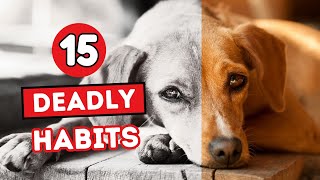 15 Habits That Are Slowly KILLING Your Dog  STOP NOW [upl. by Ahsim]