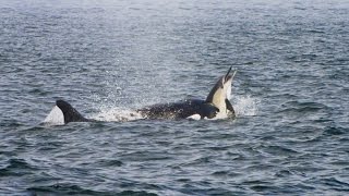 Pod of Killer Whales Hunt a Dolphin Stampede [upl. by Docia]