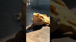 Bearded Dragon walk around house with the cat and Dog chilling beardeddragon cat dog livingroom [upl. by Odragde760]