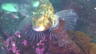 Kelp Greenling in Southeast Alaska [upl. by Siesser]