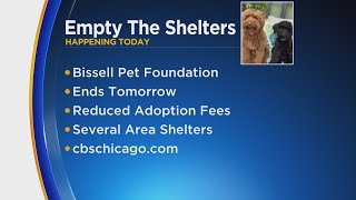 Empty the Shelters event happening at Chicago area shelters [upl. by Cherey]