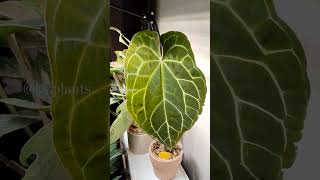 Антуриум Кристаллинум Anthurium crystallinum houseplants plantlover plants [upl. by Eurydice]